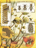 Bees & Honey - 1000 Piece Jigsaw Puzzle