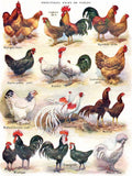 Poules ~ Poultry - 500 Piece Jigsaw Puzzle