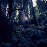 Forest of Fae 6oz Candle: Single 6oz