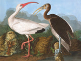White Ibis - 1000 Piece Jigsaw Puzzle