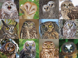 Owls and Owlets - 1000 Piece Jigsaw Puzzle